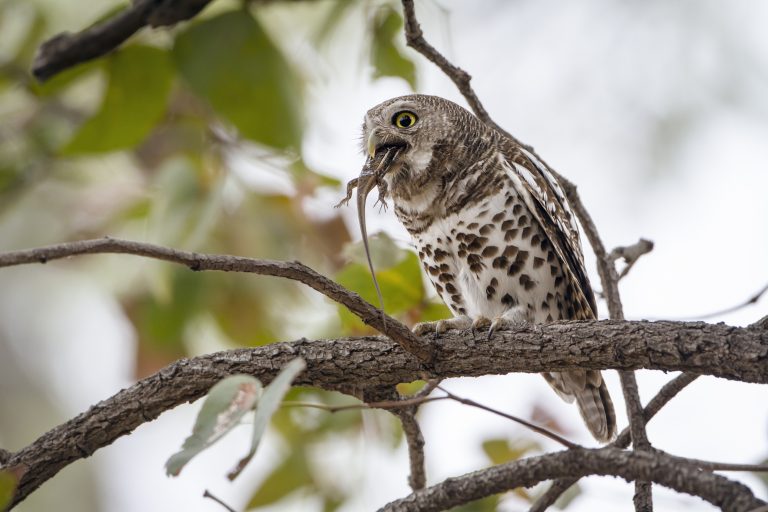 17 Fascinating Owl Facts Owl Things Considered